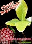 Duguetia phaeoclados(�ɥ������ƥ������ե�������ɥ�)��[�����꡼���奬�����åץ�]