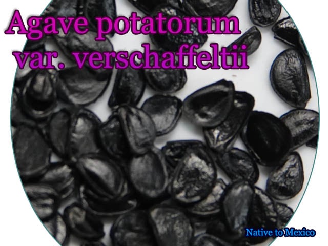 アガベ・ポタトルム・ベルシャフェルティー(Agave potatorum var. verschaffeltii)[アガベ種子]