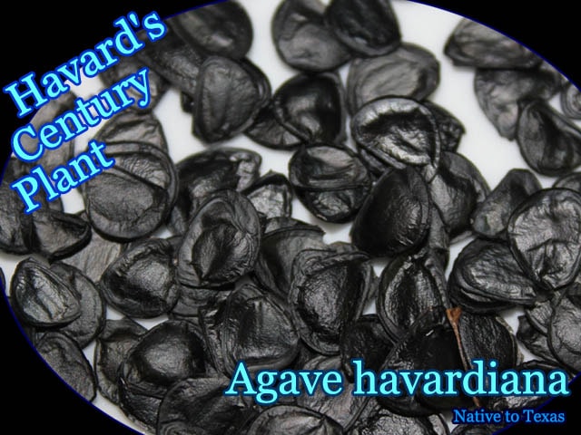Agave havardiana(アガベ・ハバーディアナ)種子