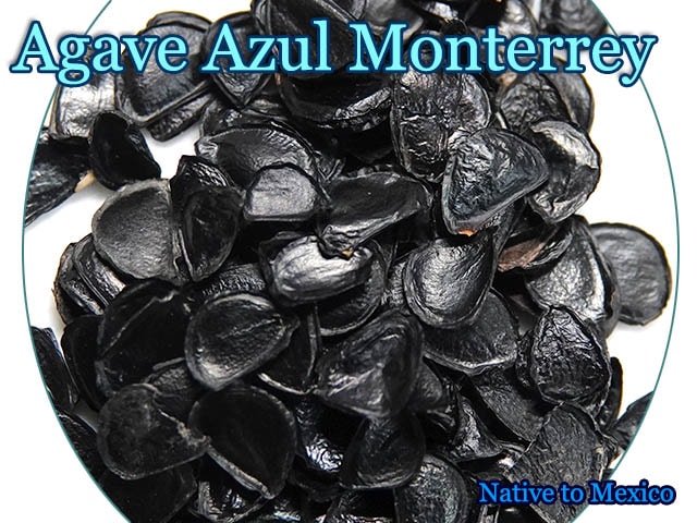 Agave Azul Monterrey(アガベ・アズール・モンテレイ)種子