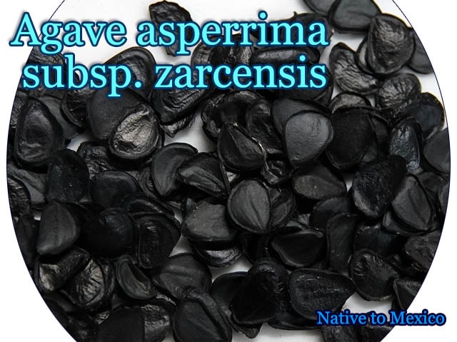 Agave asperrima subsp. zarcensis(アガベ・アスペリーマ・ザルセンシス)種子