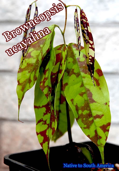 Browneopsis ucayalina(�֥����ͥ��ץ�������������)��[015]