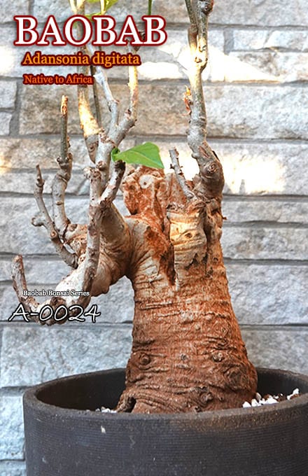 現品】 発根済 大株 バオバブの木 バオバブ・ディギタータ 7号鉢
