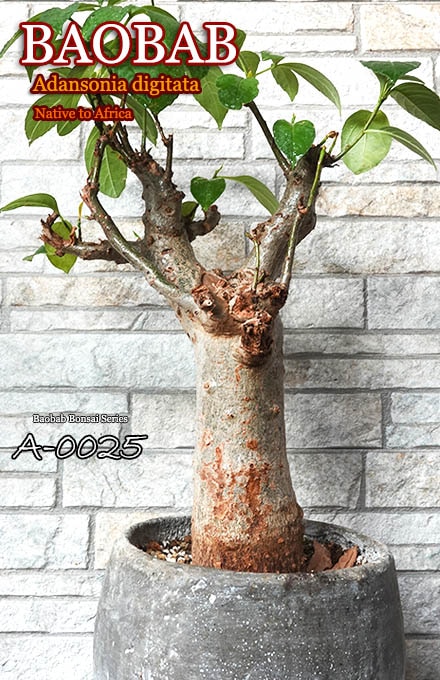 バオバブの木苗 バオバブ中型盆栽aシリーズa 0025 販売店