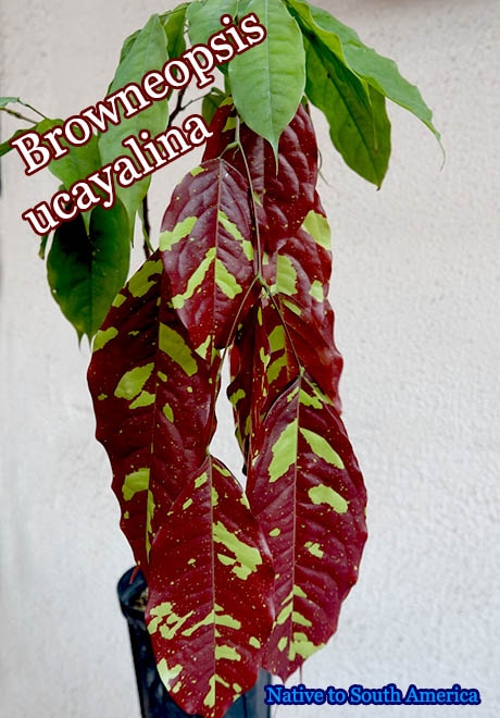 Browneopsis ucayalina(�֥����ͥ��ץ�������������)����[001]