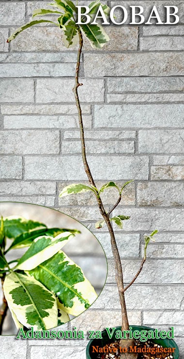 葵葉様 用 豊明園 / 3136, 葵の御紋 錦鉢 外径約12.4cm