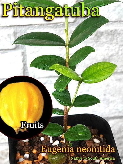 Myrcianthes pungens - Guabiju - Seeds 【熱帯果樹】グアビユ