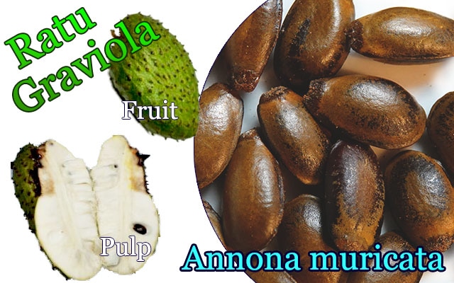 �ȥ��Х�쥤���� ��ȥ�(Annona muricata �ʼRatu)���[����������顦Ǯ�Ӳ̼�]