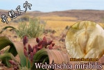 Welwitschia mirabilis(����ŷ��)���[ͽ����]