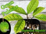 ꡼ץ饵(Nephelium mutabile Green)[ǮӲ̼]