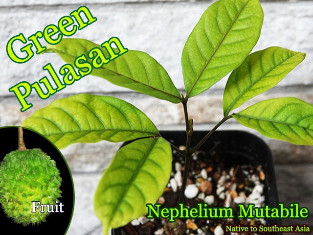 732〓希少 Myrciaria Pilosa 熱帯果樹 ラスト1苗 732〓希少 Myrciaria Pilosa 熱帯果樹 ラスト1苗