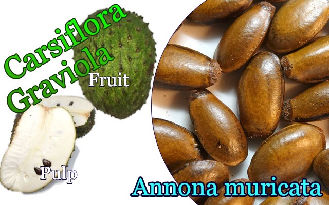 ȥХ쥤륷ե(Annona muricata ʼCarsiflora)[顦ǮӲ̼ ͽ]