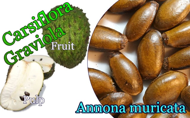 トゲバンレイシ・カルシフローラ(Annona muricata 品種：Carsiflora)種子[グラヴィオラ・熱帯果樹 予約商品]