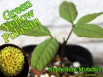 ץ饵(Nephelium mutabile Yellow)[ǮӲ̼]