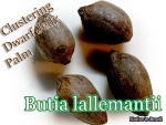 Butia lallemantii(֥ƥޥƥ)[䥷]