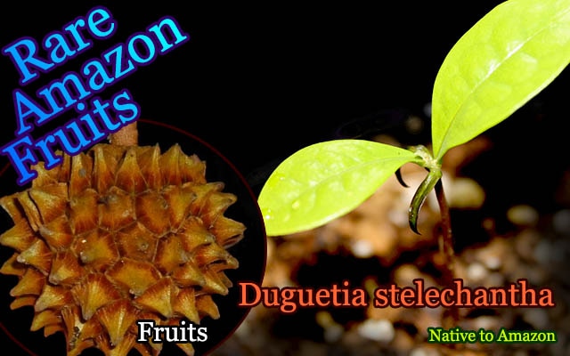 Duguetia stelechantha(�ɥ������ƥ��������ƥ쥫��)��[�����Х�쥤����Ǯ�Ӳ̼�]