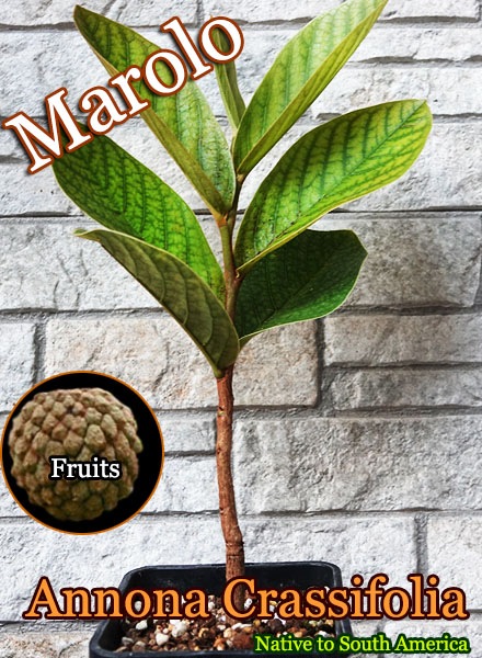 Annona crassiflora(アンノナ・クラッシフローラ)苗[バンレイシ科熱帯