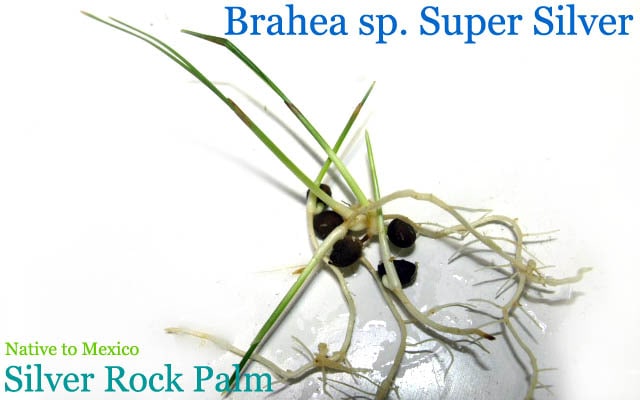 Brahea sp. Super Silver(֥إѡС)[Ѵ䥷]