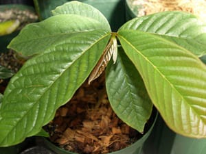 Annona purpurea(ソンコヤ)苗[バンレイシ科熱帯果樹]