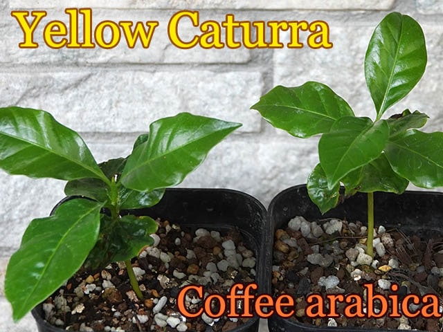 コーヒー・イエロー・カトゥーラ(Coffee arabica Yellow Caturra)苗