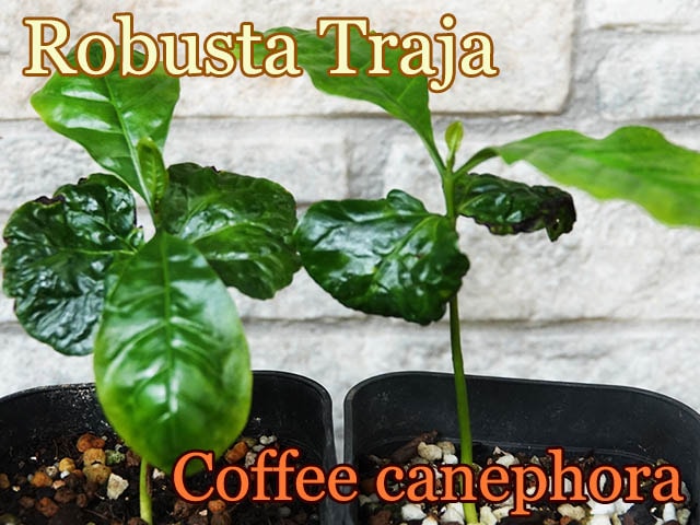 コーヒー・ロブスタ トラジャ(Coffee Robusta Toraja)苗