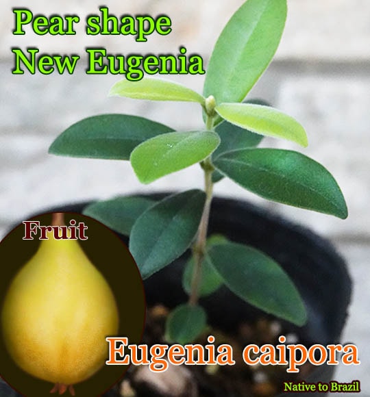 Eugenia caipora(ユーゲニア・カイポラ)種子[熱帯果樹・予約商品