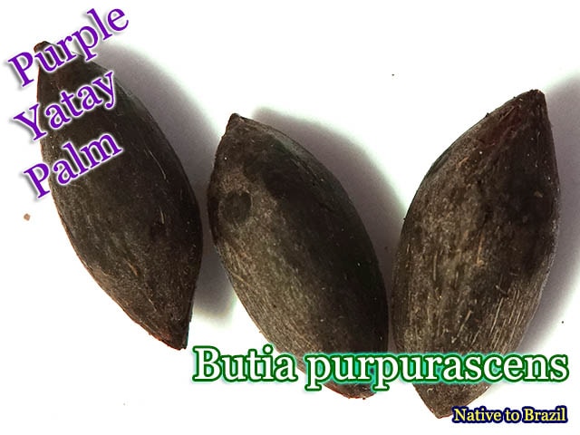 Butia purpurascens(ブティア・プルプラセンス))種子[ヤシ種子]