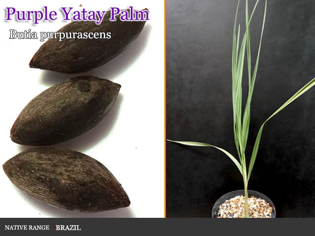 Butia purpurascens(ブティア・プルプラセンス))種子[ヤシ種子]