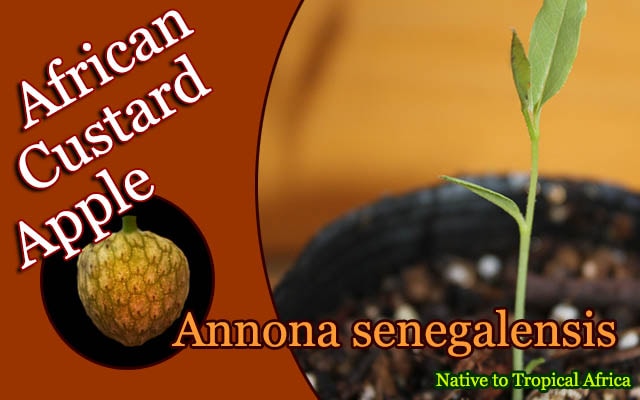 アンノナ・セネガレンシス(Annona senegalensis)種子[バンレイシ科熱帯