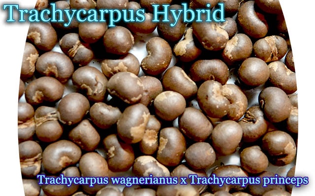 [ストーンゲートパーム・ハイブリッド]Trachycarpus wagnerianus x Trachycarpus princeps種子