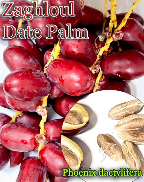 TOMO's　現物「ナツメヤシ」10号　H100ｃｍ　Phoenix 現物「ナツメヤシ」10号 Phoenix dactylifera デーツパーム