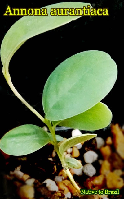 Annona aurantiaca(アンノナ・オーランティアカ)苗[バンレイシ科熱帯果樹]