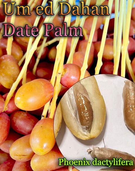 たくや　現物「ナツメヤシ」10号　Phoenix dactylifera たくや様専用 現物「ナツメヤシ」10号 Phoenix dactylifera