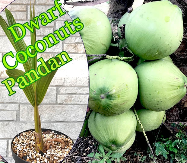 タイムセール！2鉢価格！ココヤシ 苗 苗木 観葉植物 ココナッツ