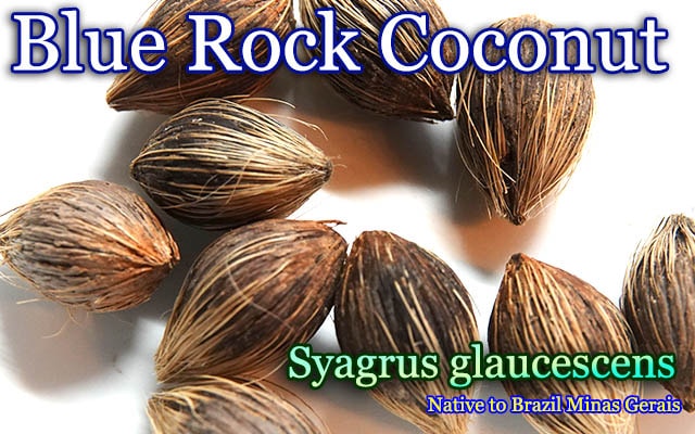 [֥롼åʥå]Syagrus glaucescens(륹饦å)