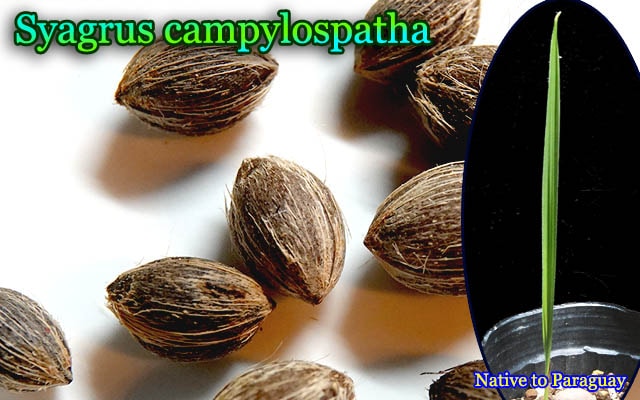 Syagrus campylospatha(シアグルス・カンピロスパサ)苗