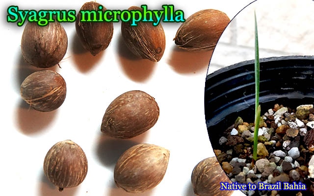 Syagrus microphylla(륹ߥե)[ͽ]