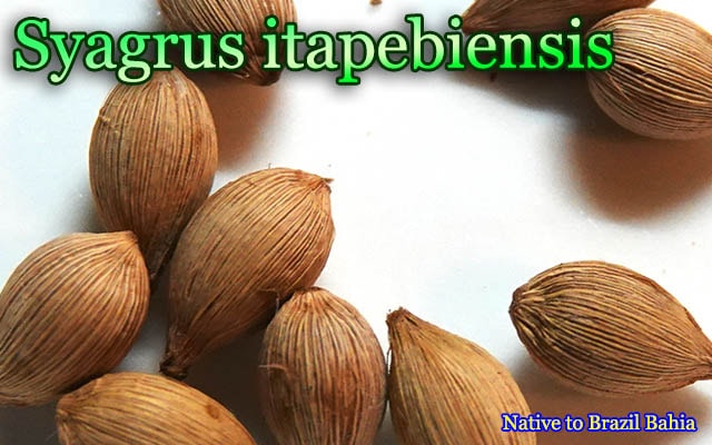Syagrus itapebiensis(シアグルス・イタペビエンシス)種子