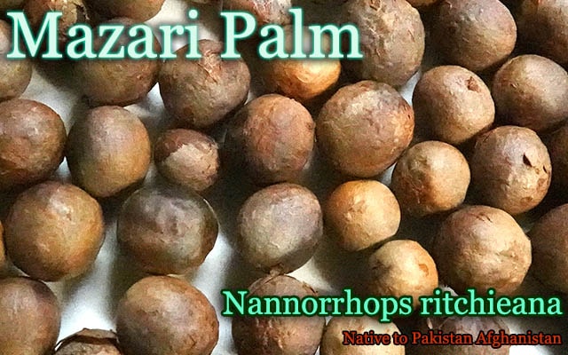 �ʥ�Υ��ץ��� �������(Nannorrhops ritchieana)���[�ޥ�����ѡ��ࡦ�Ѵ����䥷]