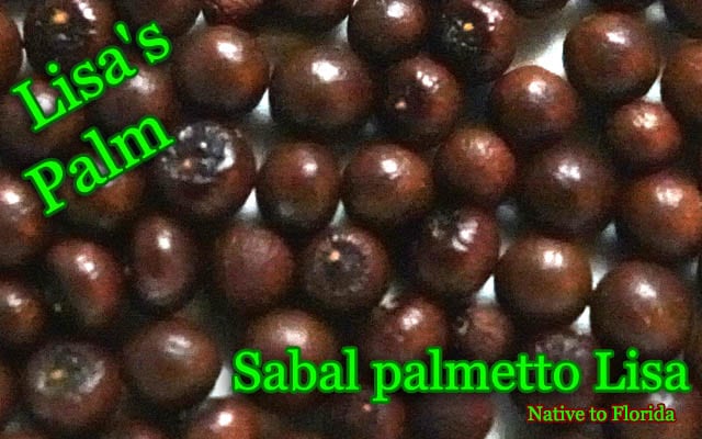 Sabal palmetto Lisa(サバルヤシ)種子