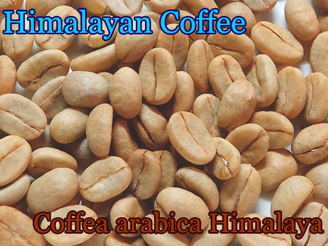 ヒマラヤコーヒー(Coffea arabica Himalaya)種子