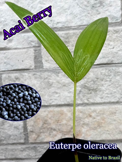 【熱帯植物】アサイーパーム アサイーパーム10号 | 「観葉植物生産者」のブログ