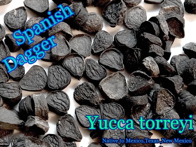 Yucca torreyi(ユッカ・トーレイ)種子[耐寒性ユッカ]
