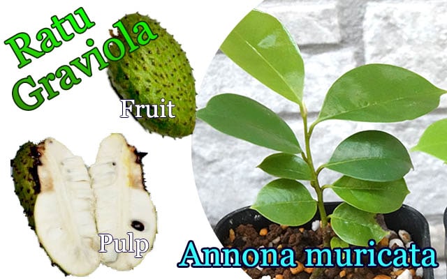 ȥХ쥤 ȥ(Annona muricata ʼRatu)[顦ǮӲ̼]