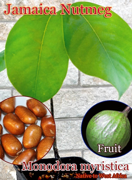 Monodora myristica(ޥʥĥᥰ)[]