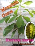 Herrania mariae(إ˥ޥꥢ)[磻ɥ]