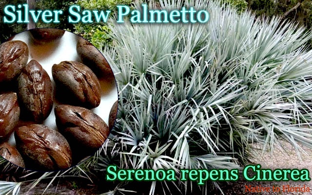 Serenoa repens Cinerea(シルバーノコギリヤシ)種子[耐寒性ヤシ Serenoa repens Cinerea(シルバーノコギリヤシ)種子[耐寒性ヤシ