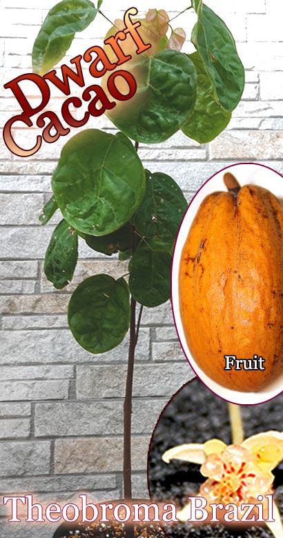 ドワーフカカオ](Theobroma sp.)中苗 販売店