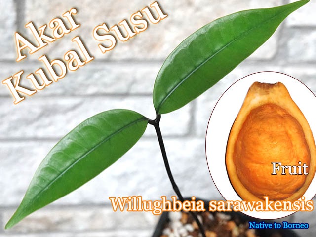 Willughbeia sarawakensis(ウィラベア・サラワケンシス)苗[熱帯果樹