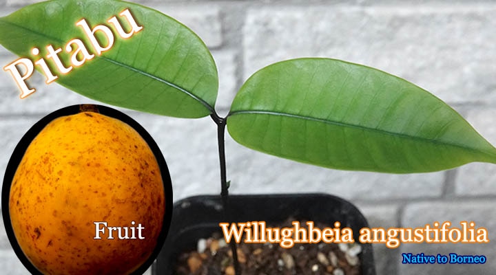 Willughbeia angustifolia(ウィラベア・アングスティフォリア)苗[熱帯